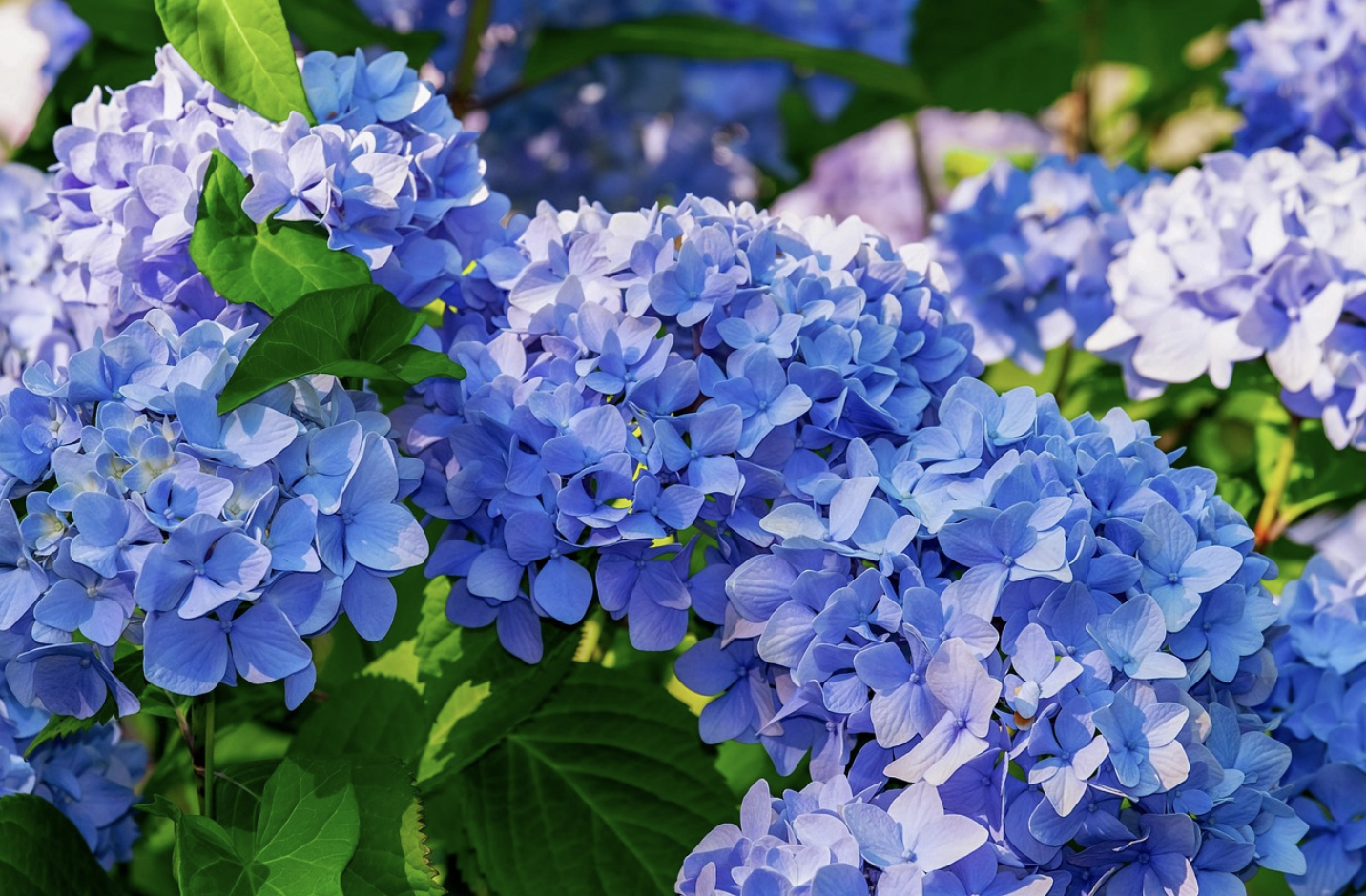 Глубокий смысл в каждом лепестке – что на самом деле означает гортензия