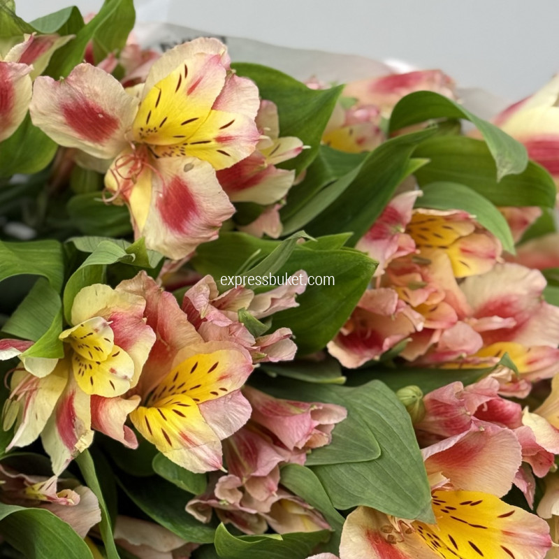 Альстромерия 10 штук